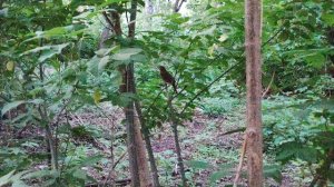 Восточный соловей