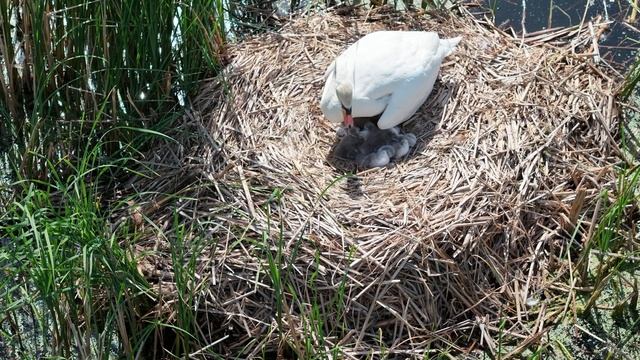 Только что вылупившиеся птенцы лебедя шипуна. смотреть онлайн