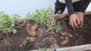 Супер метод выращивания картофеля. Очень много клубней