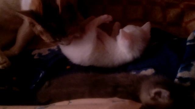 Кошачья семья на даче смотреть онлайн