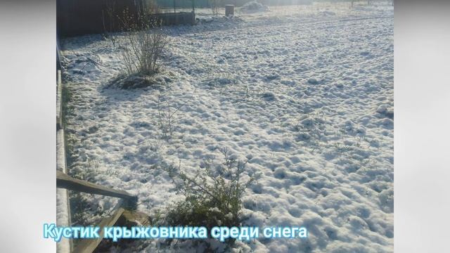 Майский снег, 2022 год смотреть онлайн