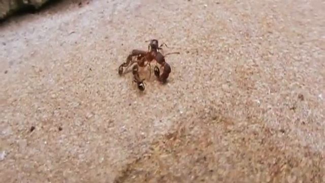 Битва смотреть онлайн