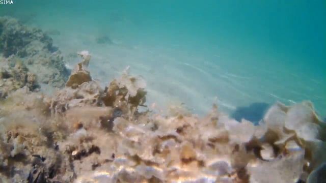 Alf Leila Wa Leila Hotel. Egypt, Hurghada. Февраль 2015. Подводные съёмки и какашки на берегу смотреть онлайн