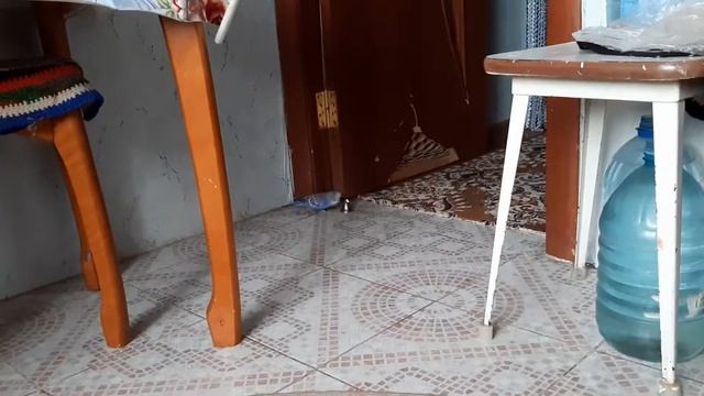 Волнистый Попугай Кеша. Кешка и колокольчик. Смешной попугай Кешка и колокольчик. смотреть онлайн