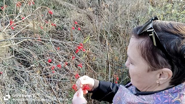 ЛЕС. смотреть онлайн
