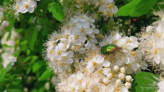 Все оттенки мая! Майские снегопад и цветение, солнечное гало и многое другое... смотреть онлайн