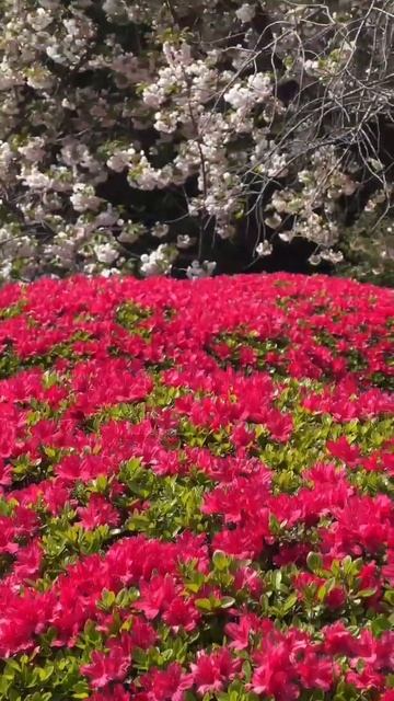 Shinjuku Gyoen смотреть онлайн
