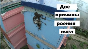 Две причины роения пчёл.