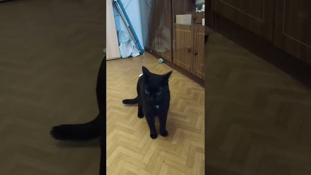 Жан плохой кот!!! (4 серия) смотреть онлайн