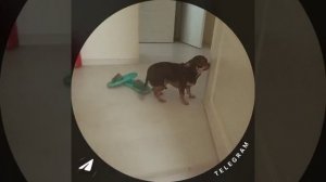 Зайкин смелости набрался.