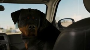 Псы под прикрытием(2018)