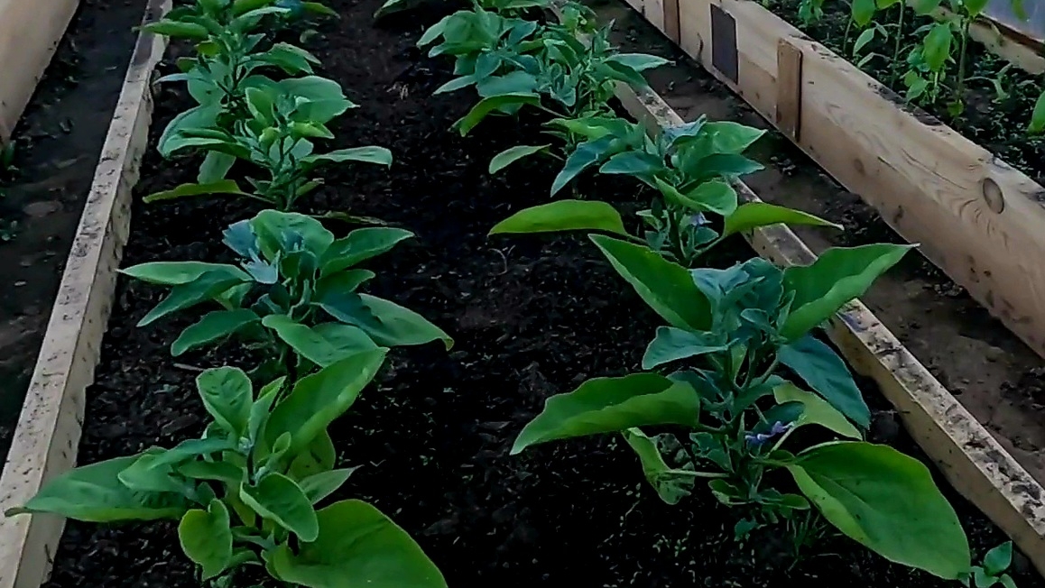 Формировка и самая первая подкормка баклажан для хорошего урожая!!! смотреть онлайн