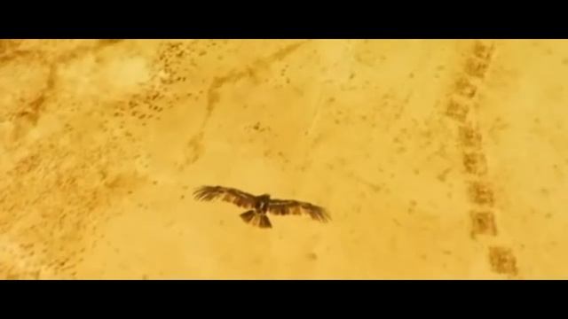 Боевые Псы (Juno Reactor - Wardogs)