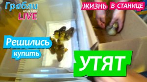 920 серия 30.05.25  Купили утят мускусной утки. Жизнь в своем доме на Юге станица Динская