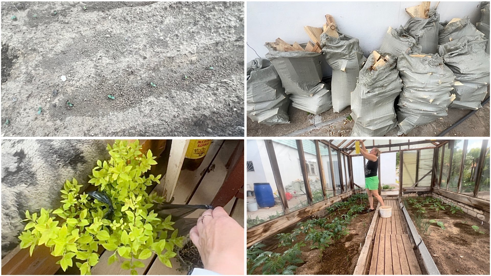 30 мая. На даче. Вышли огурцы. Привезла осиновые дрова. Подвязываю помидоры. Купила спирею смотреть онлайн