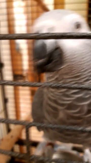 #short джокер ест кедровые орешки + чехол смотреть онлайн