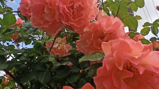 Живу в окружении этой розы! Вестерленд. смотреть онлайн