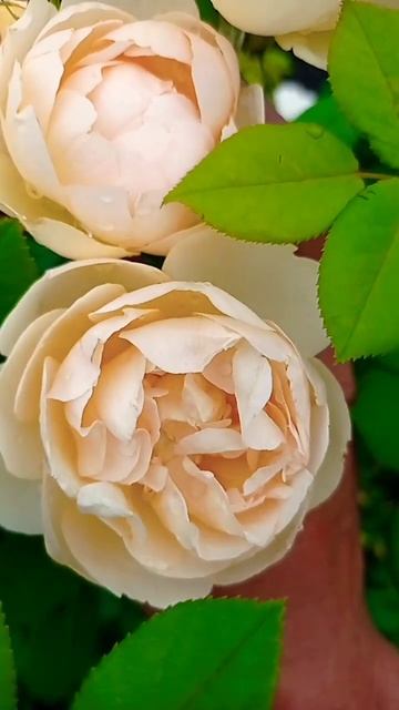 Волертон Олд Холл. #розы #ароматы #цветы #flowers #rose #дача #сад смотреть онлайн