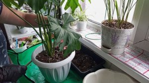 Перевалка моих самых крупных растений: Филодендрона и