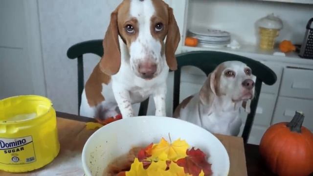 Chef Dogs Make Pies: Funny Dogs Maymo & Potpie