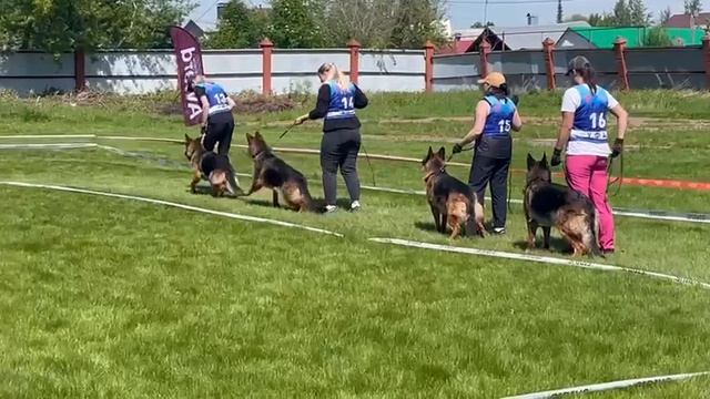 МОЛОДЫЕ СУКИ / КЧК УФА 18 мая`25 Ю.Овсянникова Моно немецких овчарок