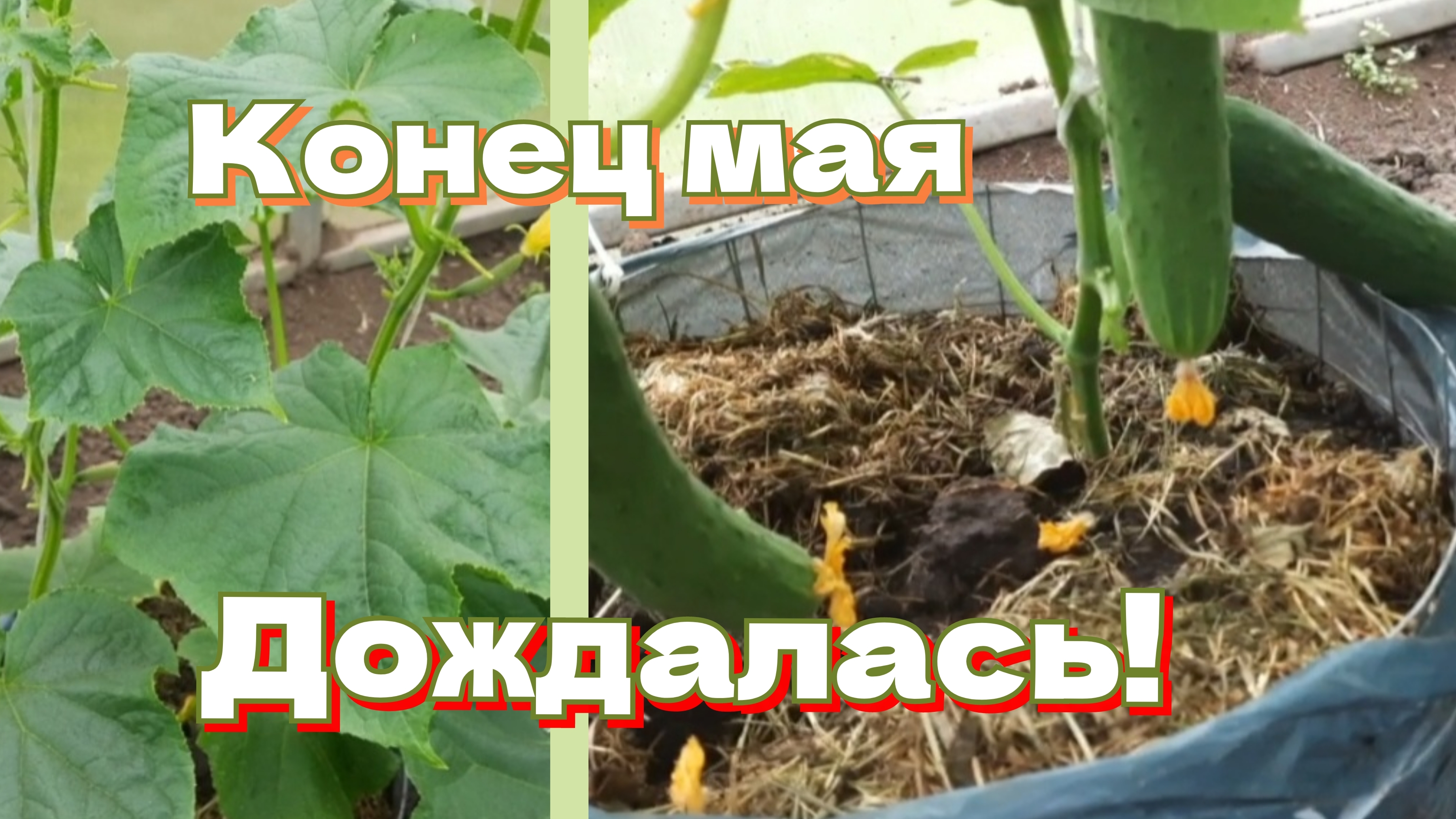 Выращивание ранних огурцов. Праздник 1-го огурца смотреть онлайн