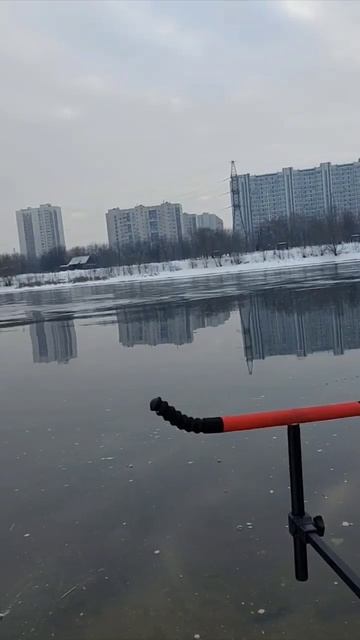 Фидерная рыбалка в Москве #shorts #fish #fishing #панамафиш #рыб?