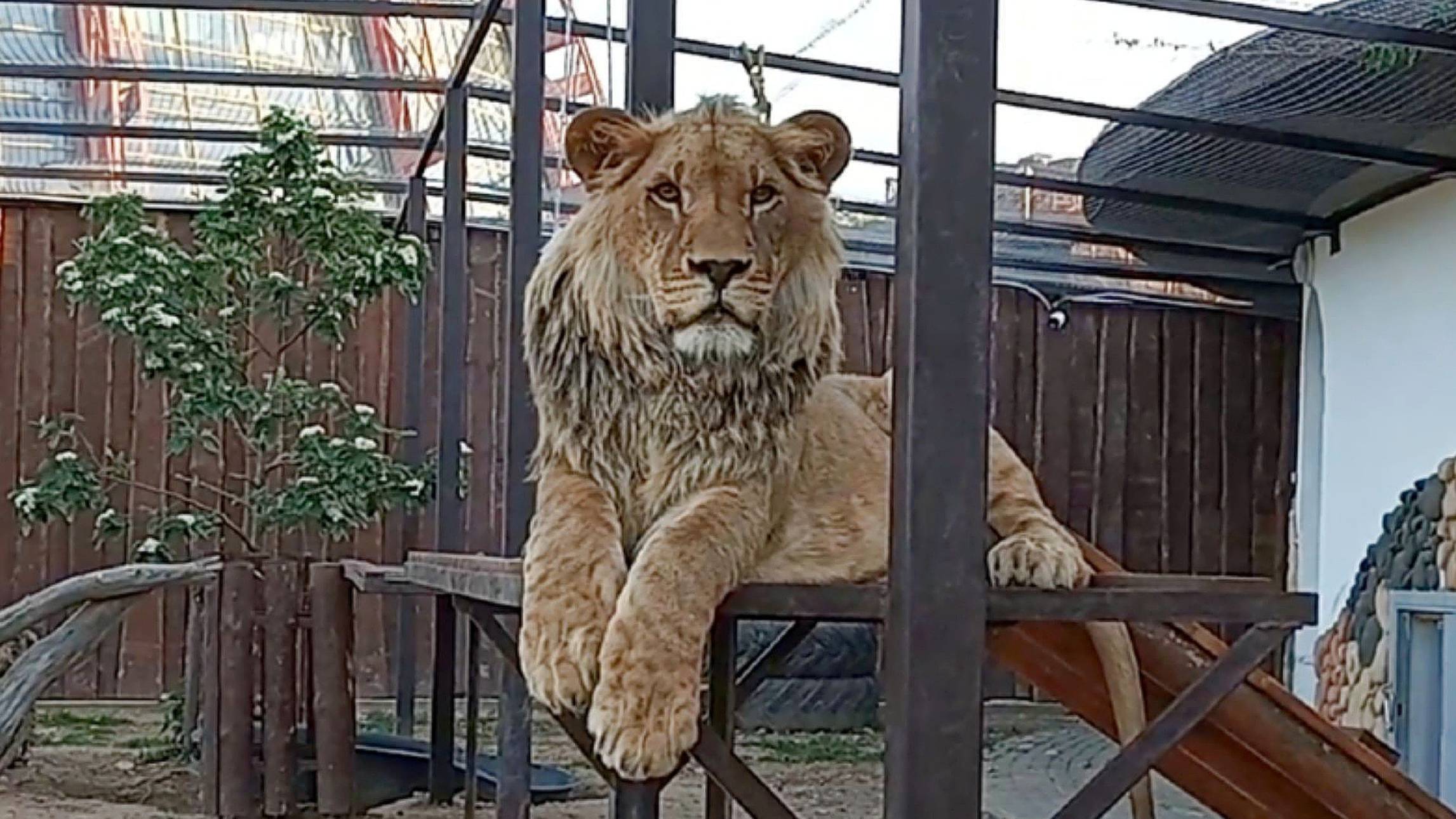 Очарованный, околдованный. Удивительная история о том, как лев ШЕРХАН очаровал незнакомого мужчину. смотреть онлайн