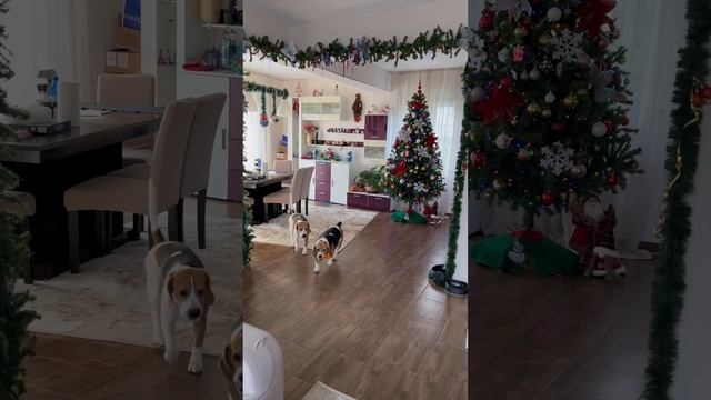 Игры в мячи 🎾 любимые у нас #животные #собаки #весело #dog