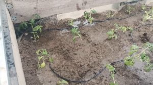 30) капельный полив из бочки используя микротрубку