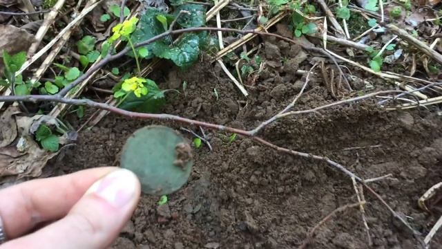 ОТ ЭТОЙ НАХОДКИ ДАЖЕ ЗАЙЦЫ БЕЖАЛИ В ЛЕС!!! Коп 2018 смотреть онлайн
