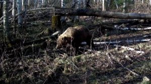 Мой вездеход. Медведи со второй фотоловушки.