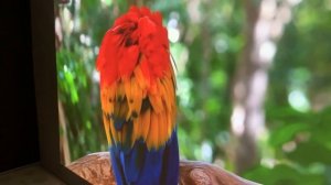 КРУТЕЙШИЙ ПРОЕКТОР ЗА СВОЮ ЦЕНУ FlixTone