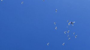 Мраморные шейки дяди Гарика.и  Давида (Мишки)+7 920 221-22-11.31.05.2025