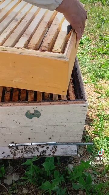 май-магазины 🐝🌺🌞🐝🌞🌞🌺🐝🐝🐝 смотреть онлайн
