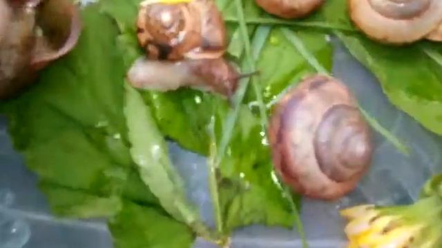 7улитят ! Позитивное видео ! Все ли улитки живые ? смотреть онлайн
