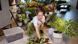 МОНСТЕРЫ: пересадка, обработка, черенкование | Как выб?