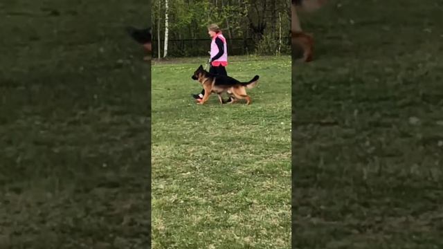 2 Отл. СС Оберлауф ЗАЛЬЦБУРГ +++ №12. КЧК САНКТ-ПЕТЕРБУРГ 17 мая`25 Г.Гринько Моно нем.овч.