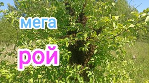 Рекордный рой пчёл на моей пасеке! Пчеловодство Владимирской области!