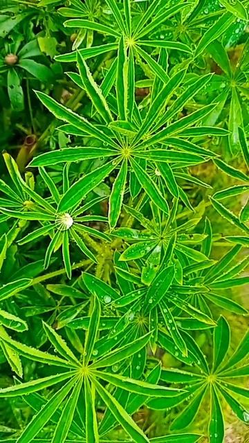 Роса после дождя