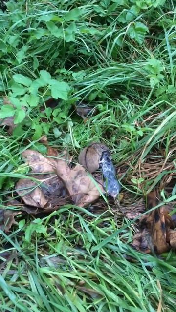 Мышь ест мышь ￼#shorts #мышь смотреть онлайн