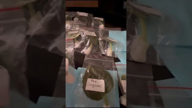 Спасибо дорогой Светлане Кочетковой за теплый и душевный отзыв о наших черенках фиалок! смотреть онлайн