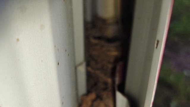 Малиновки заслышав голосок