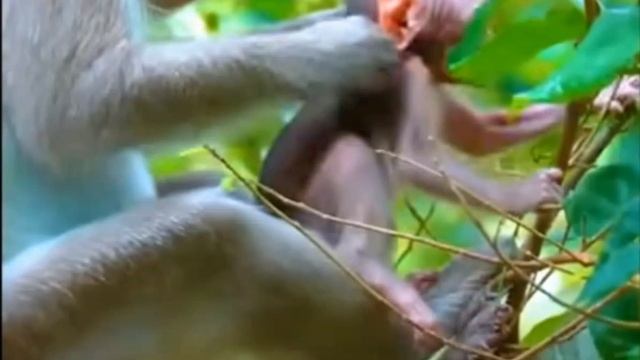 Макака учит детёныша различать съедобные и несъедобные растения 1000009031.mp4 смотреть онлайн
