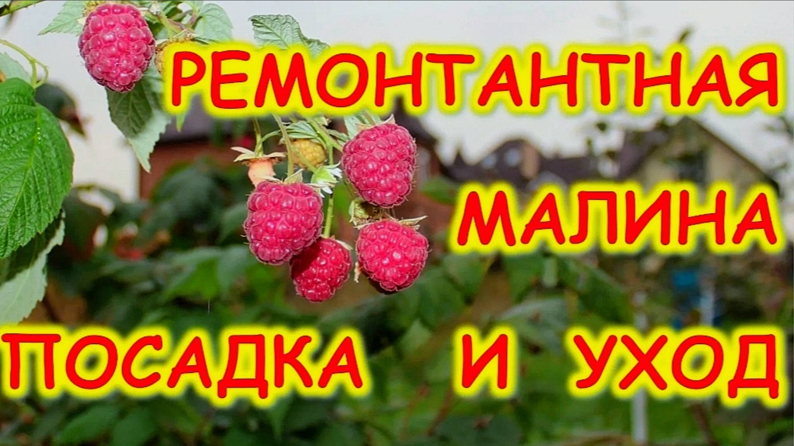 РЕМОНТАНТНАЯ МАЛИНА ВЫРАЩИВАНИЕ И УХОД смотреть онлайн