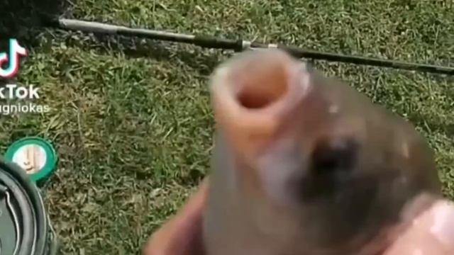 ЗАПУСТИЛ АРИЗОНУ на STEAM DECK за 60000 РУБЛЕЙ.. смотреть онлайн