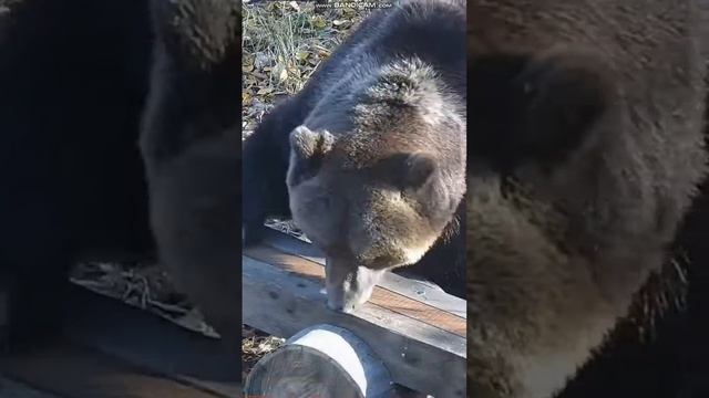 ВАДМЕДЬ и КАЧЕЛИ смотреть онлайн