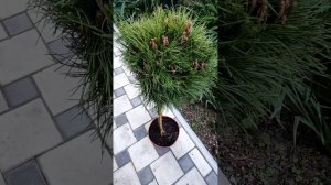 16.05.25 Хвойные новинки: пихта Виолацея, сосна Мари Брегон, сосна Лоу Глоу. Немного о приростах.