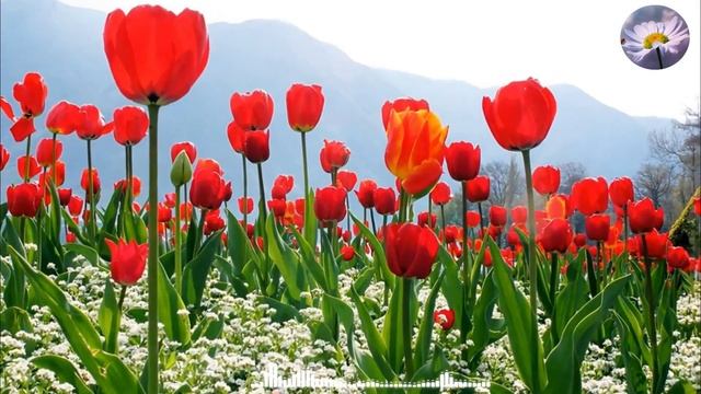 Самая красивая мелодия на свете! Лечебная музыка для с смотреть онлайн