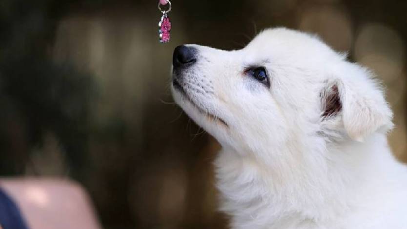 Щенок сука URSA IZBB, рожденa 07.04.25